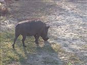 Warthog outside breakfast area of Lodge: by lipowcan8, Views[628]