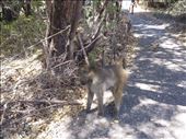Baboon at Vic Falls: by lipowcan8, Views[353]