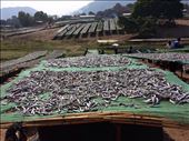 Anchovies drying,  guys chopping and packing the dried fish. And you thought your job was bad? Didn't smell as bad as it looks.: by lipowcan8, Views[735]