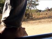 My view from the pu truck taxi.Age or whatever I was able to sit in the cab. The foot is from the guy riding on the roof. For part of the trip had 2 guys riding on the hood.: by lipowcan8, Views[460]