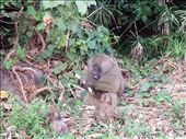 Baboon: by lipowcan8, Views[277]