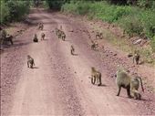 Intense, the dominant male was quite aggressive clearing other baboons from the area.: by lipowcan8, Views[158]