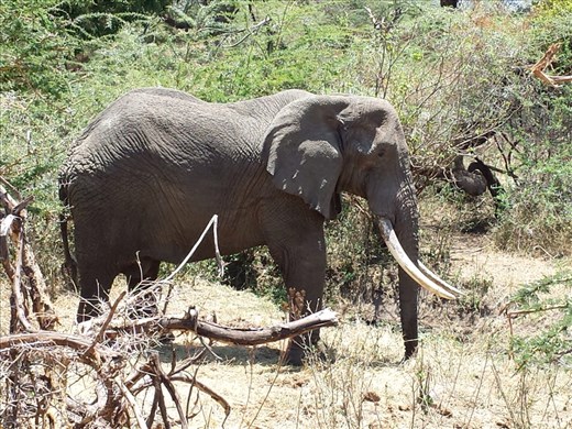 Spotted this elephant on the way out of the crater, massive tusks.