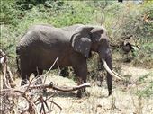Spotted this elephant on the way out of the crater, massive tusks.: by lipowcan8, Views[273]