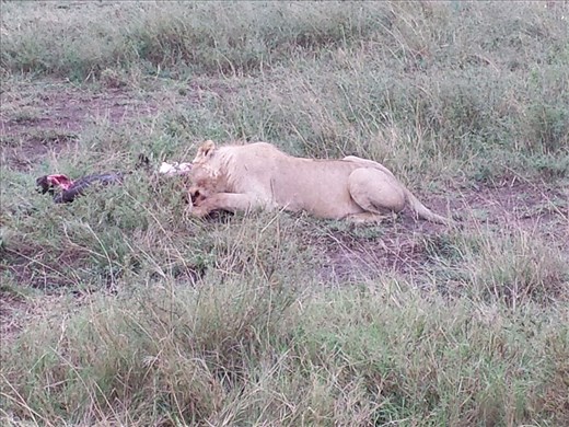 Lion finishing off a buffalo. You could hear the bones being crushed.....