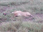 Lion finishing off a buffalo, close enough to hear bones being crushed.: by lipowcan8, Views[372]