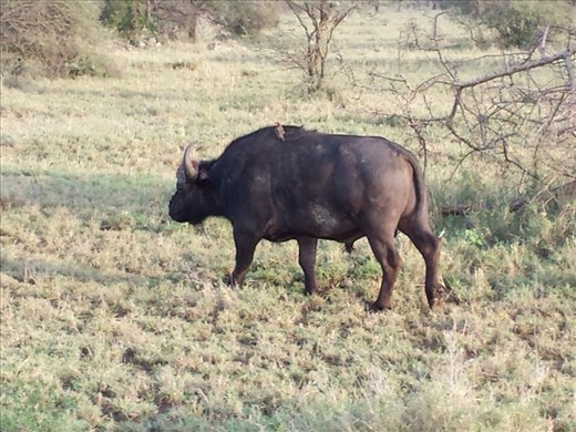 Buffalo 