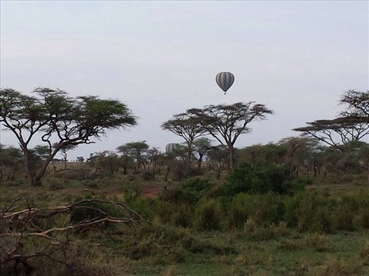 Balloon over the Serengeti  at sunrise. Two of the guys I was traveling with did the balloon ride. An air safari, birds eye view of the animals. Expensive, close to $500. US. The guys said it was worth it for the once in a lifetime experience .
