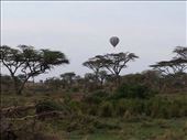 Balloon over the Serengeti  at sunrise. Two of the guys I was traveling with did the balloon ride. An air safari, birds eye view of the animals. Expensive, close to $500. US. The guys said it was worth it for the once in a lifetime experience .: by lipowcan8, Views[311]