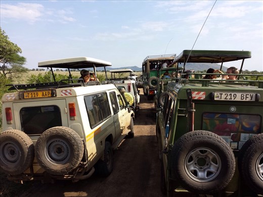 The guides are good about letting other guides  know when there is something special to see. 