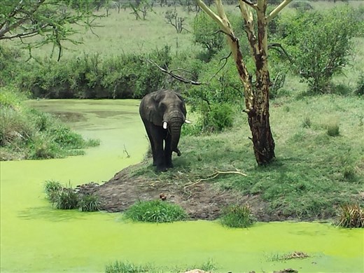 More beautiful than possible. Elephant  eating tree branches surrounded by bright green algae covered pond