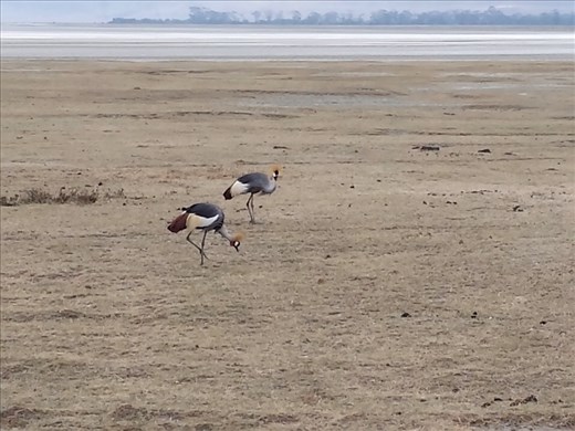 Can't remember name, beautiful bird