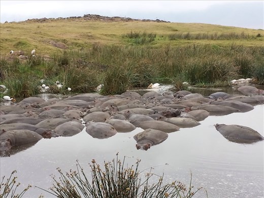 Hippos, more than I can count.