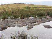 Hippos, more than I can count.: by lipowcan8, Views[251]