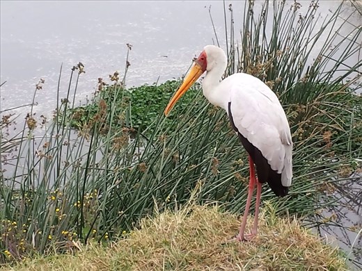 Next to pond by hippos