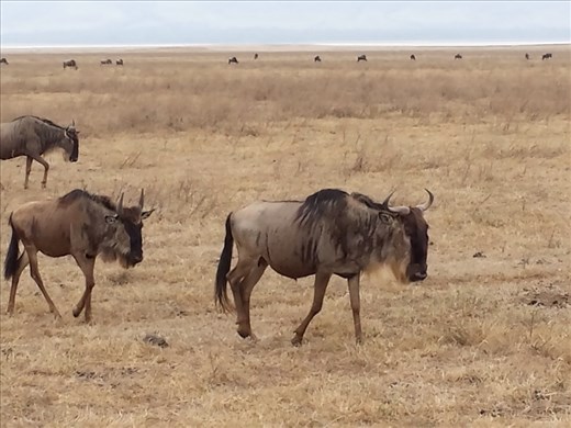 Wildabeast , one of the lions favorite meals