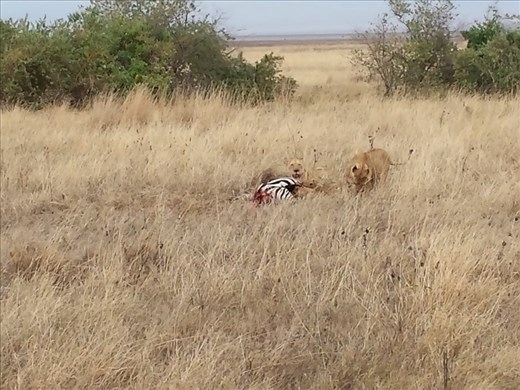 Missed the zebra kill by maybe an hour. Lions with cubs tearing into the zebra. Unbelievable, a once in a lifetime experience to see.