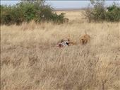 Missed the zebra kill by maybe an hour. Lions with cubs tearing into the zebra. Unbelievable, a once in a lifetime experience to see.: by lipowcan8, Views[326]