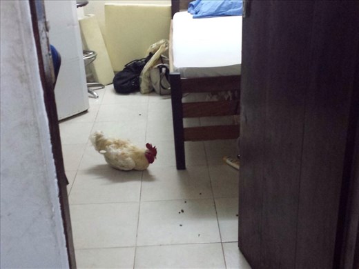 No chickens on a bus, but saw one in a hotel room. 