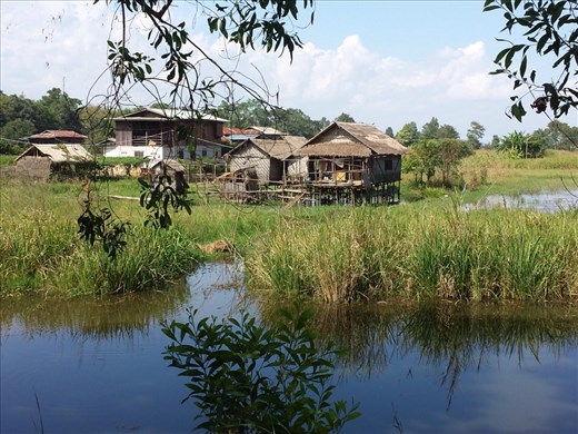 View from bike. Rode through rice fields, very pretty.