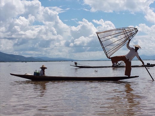 Inle Lake. To catch fish, he quickly puts cone cage in shallow water trapping fish. Then uses a spear inserted through the top of the cone to kill fish. 