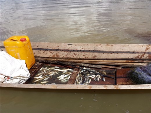 Seems like a lot of work for a small amount of fish.