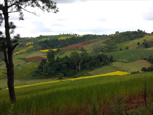 The trek took us through farm fields, thick jungle like brush, village access roads and dry or not so dry water courses.