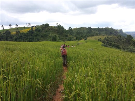 Rice fields, a beautiful shade of green.
