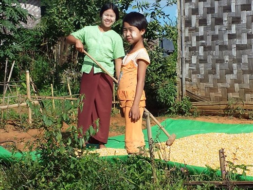 Drying corn, I'm guessing for cattle feed. The substance on their faces is used as sun protection and a form of fashion. 