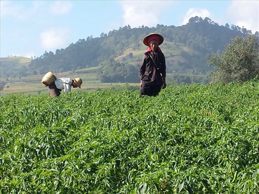 Picking chile peppers.