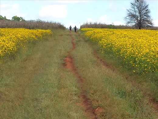 Yellow sesame (seeds) plants.