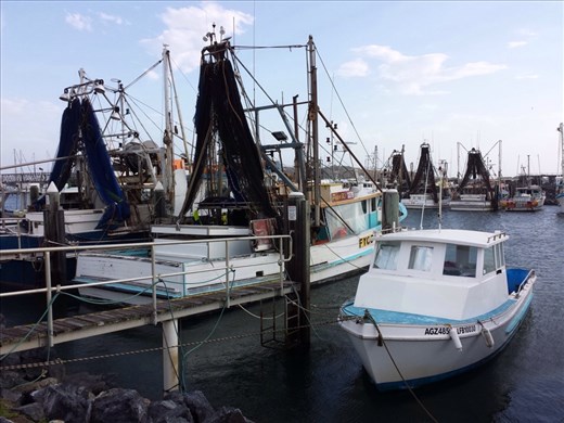 Coffs Harbor, fishing is still a viable profession 