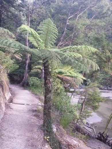 Outstanding trail. The tree on the right is the silver fern(I think). It's one of the symbols of NZ