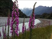 Took a walk this afternoon outside Franz Josef. Nice wildflowers along the way. I'm off to Fox Glacier Township tomorrow. Want to do a hike to Lake Matheson, I've heard it's quite stunning.: by lipowcan8, Views[547]