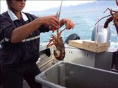 Jerry, the boat owner pulled up a crayfish (lobster) pot with 18 keepers. : by lipowcan8, Views[551]