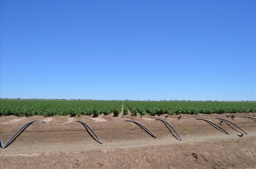 This is one of the cotten fields in bourke