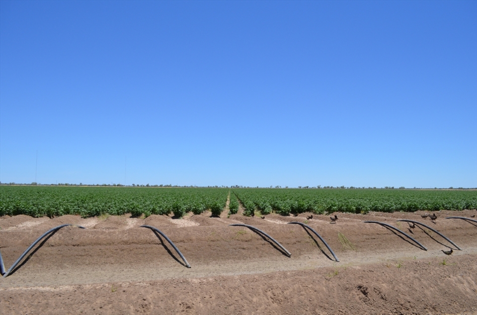 This is one of the cotten fields in bourke