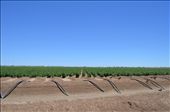 This is one of the cotten fields in bourke: by lisa123, Views[303]