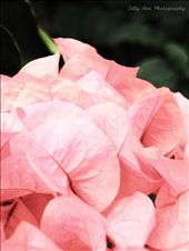 Following that, this photo is a anther example of the beauty often missed.: by lisa_ann1991, Views[297]