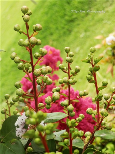This photo is a close up of a plant before blooming as a reminder of the beauty ignored when concentrating on one perspective of what defines beauty; You're beautiful the way you are, even before your flowers bloom. This example is more a value perspective than physical. I loved the contrast of the flowers in the background to add visual effect.