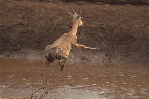 Panic at the lion-encircled waterhole