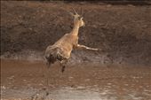 Panic at the lion-encircled waterhole: by lisa_v, Views[434]