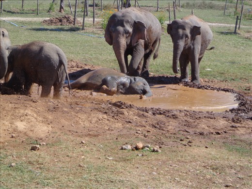 Elephants appreciating our hard work!