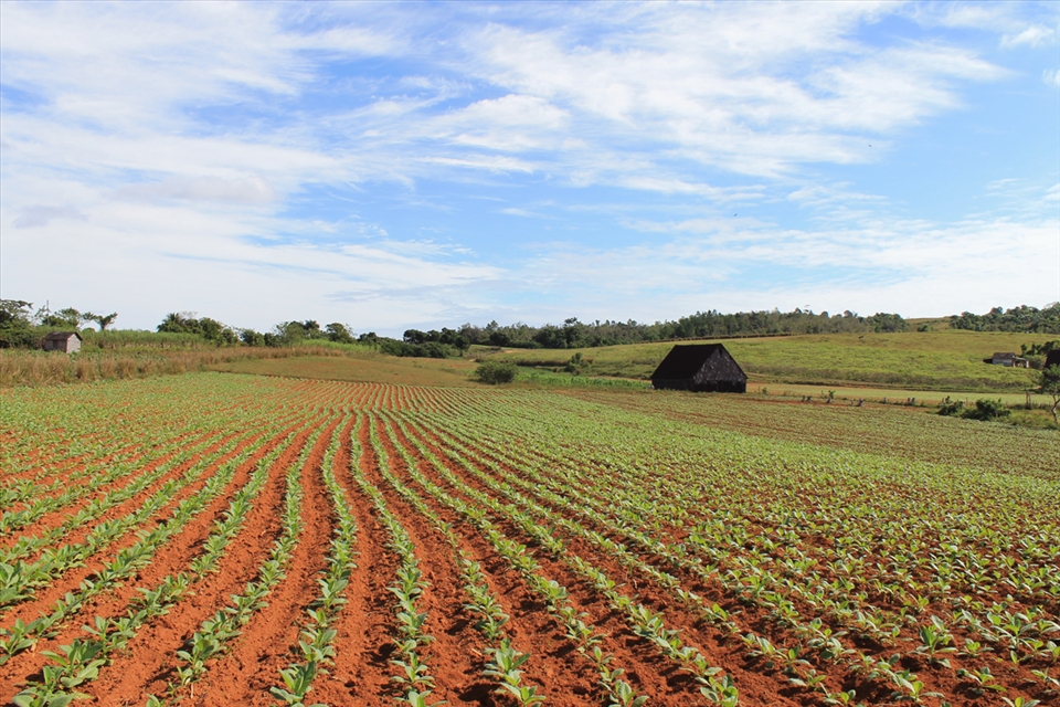 Fields, waiting for farmers in the morning. Vinales, Cuba.