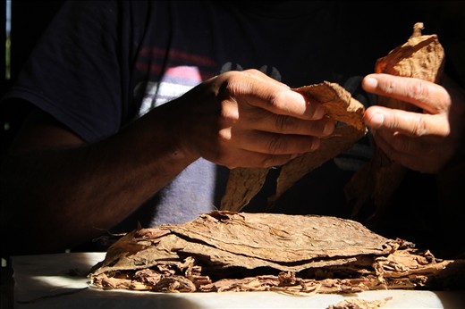Hands, working with tobacco. Vinales, Cuba.