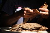 Hands, working with tobacco. Vinales, Cuba.: by lisetta, Views[492]