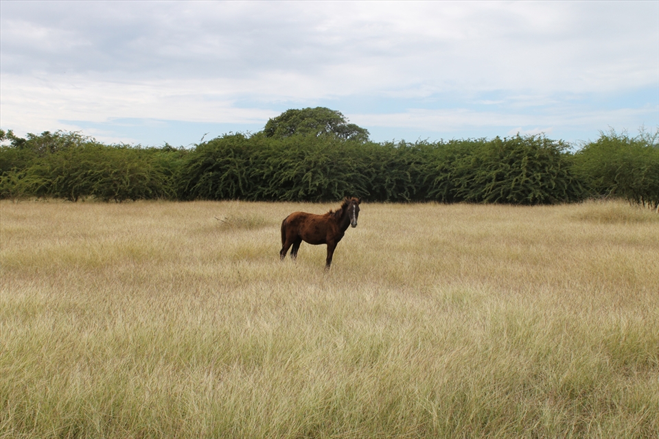 Fields, horse in freedom. Trinidad, Cuba.