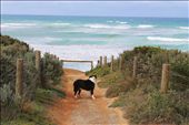 Jack sniffs the sea air and waits ever so patiently for the right to run down to the beach below....: by littlenan, Views[352]