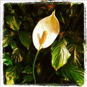 by littlesnow, Views[177]