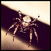 by littlesnow, Views[155]